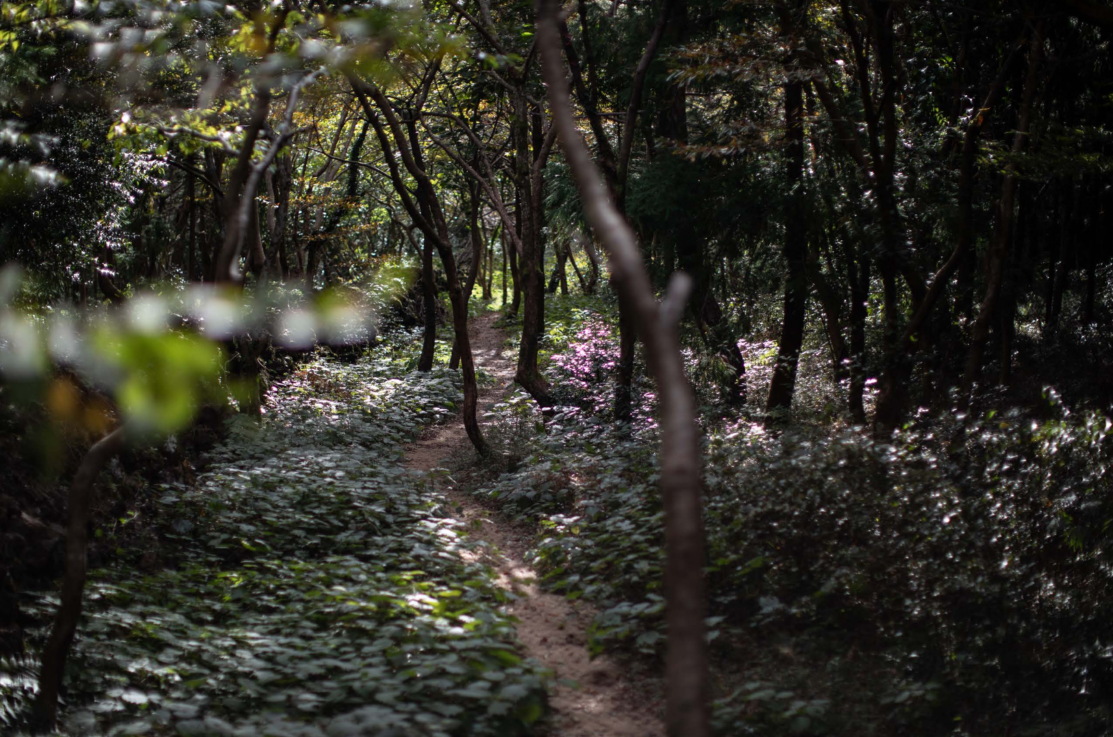 이미지명